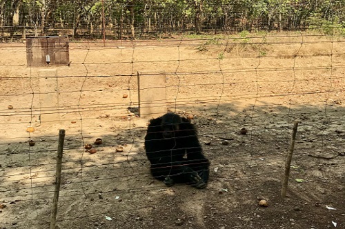 Chimfunshi Chimpanzee Orphanage