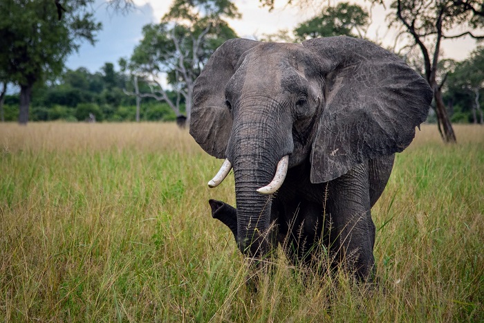 Tour Operators in Zambia