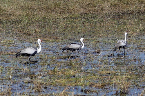 Birding in Zambia